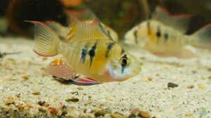 Mikrogeophagus sp. Zweifleck F1 aus dem Rio Guapor