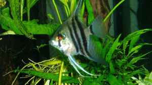 Pterophyllum scalare altum (17.02.2018)