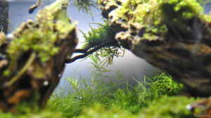 Aquascape1