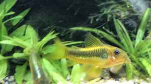 Corydoras golden stripe