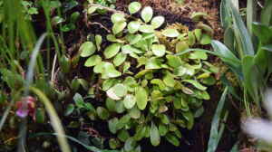 Pyrrosia nummularifolia