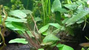 Cryptocoryne wedtii "Braun" - Brauner Wasserkelch