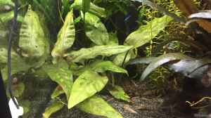 Cryptocoryne pontederifolia