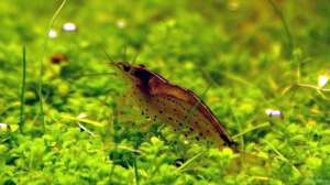 Caridina multidentata