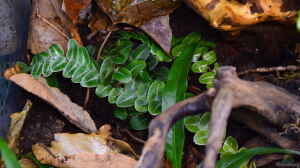 Marcgravia umbellata spec. Peru