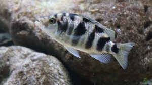 Placidochromis milomo