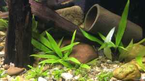 Pogostemon helferi und Hygrophila siamensis