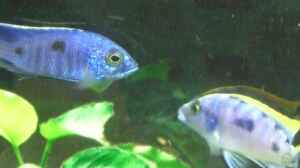 Otopharynx lithobates und Copadichromis azureus M