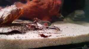 Corydoras habrosus