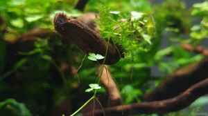  Hydrocotyle cf. tripartita