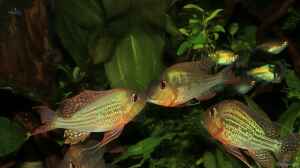 geophagus altifrons