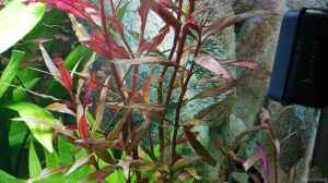 Alternanthera reineckii rot