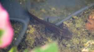 Bergmolch Larve (Ichthyosaura alpestris) 16.07.201