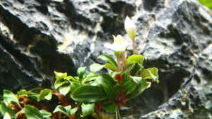 Bucephalandra sp. "Lamandau Mini Red" (In Woche 3 