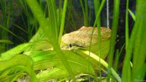 Otocinclus