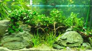 Front Anubias between big stones