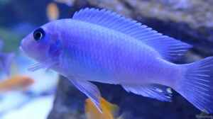 Metriaclima callainos bright blue