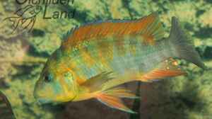 Petrochromis sp. red rainbow im Aquarium