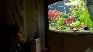 Aquarium statt TV