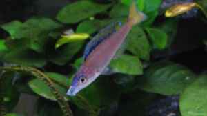 Cyprichromis leptosoma blue flash Bock