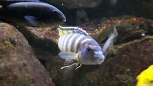 Labidochromis sp. "mbamba"