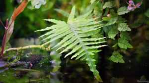 Polypodium formosanum