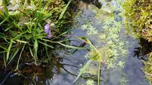 Wasserstern