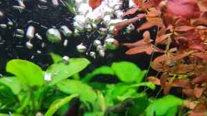 Ludwigia palustris super red