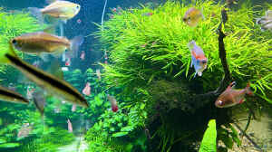 Bild aus dem Beispiel Fluval Profile 1500 Kundenaquarium von Fredo Fuss