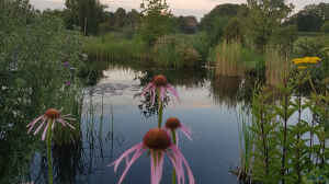 Sommer am Teich