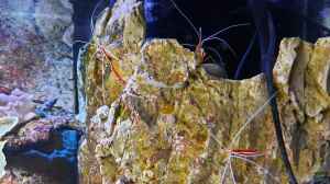 Bild aus dem Beispiel Meerwasseraquarium von carkl