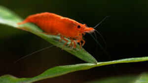 Neocaridina davidi ´Orange sakura´