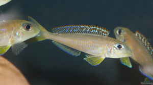 Xenotilapia Flavipinnis ´Red Royal Kekese´