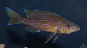 Paracyprichromis brieni im Aquarium halten