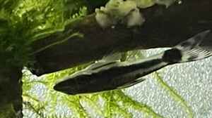 Otocinclus affinis