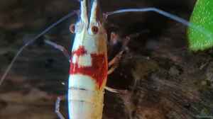 Caridina Logemanni K10- K14