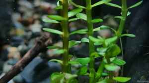 Rotala indica bonsai