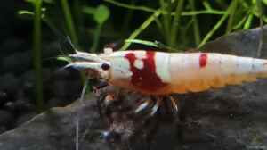 Caridina Logemanni K10- K14