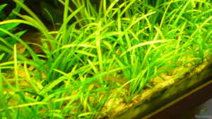 Sagittaria subulata