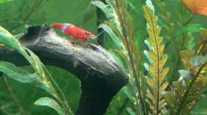 Red Rili Garnele