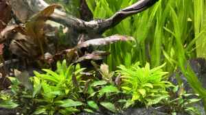 Staurogyne repens und Cryptocoryne lutea