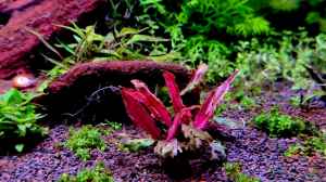 Cryptocoryne wentii "Flamingo" (Pink Panta)