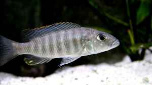 Sciaenochromis fryeri W