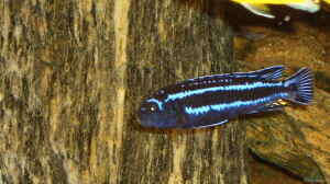 Melanochromis maingano 1