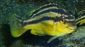 Melanochromis "Auratus" Weibchen