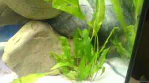 Cryptocoryne wendtii