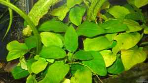 Anubias