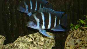 Cyphotilapia Frontosa Blue Zaire