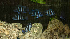 Cyphotilapia Frontosa Blue Zaire