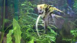 4 Pterophyllum scalare ( Skalar, Segelflosser )